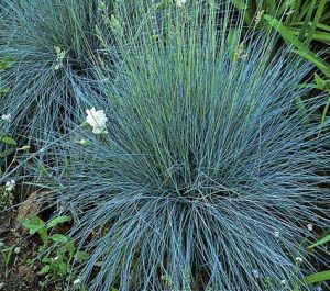 Festuca glauca