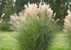 miscanthus