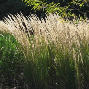calamagrostis