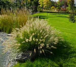 Penissetum - Ierburi Ornamentale