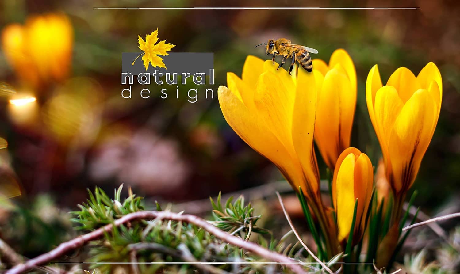 crocus-branduse-portocalii