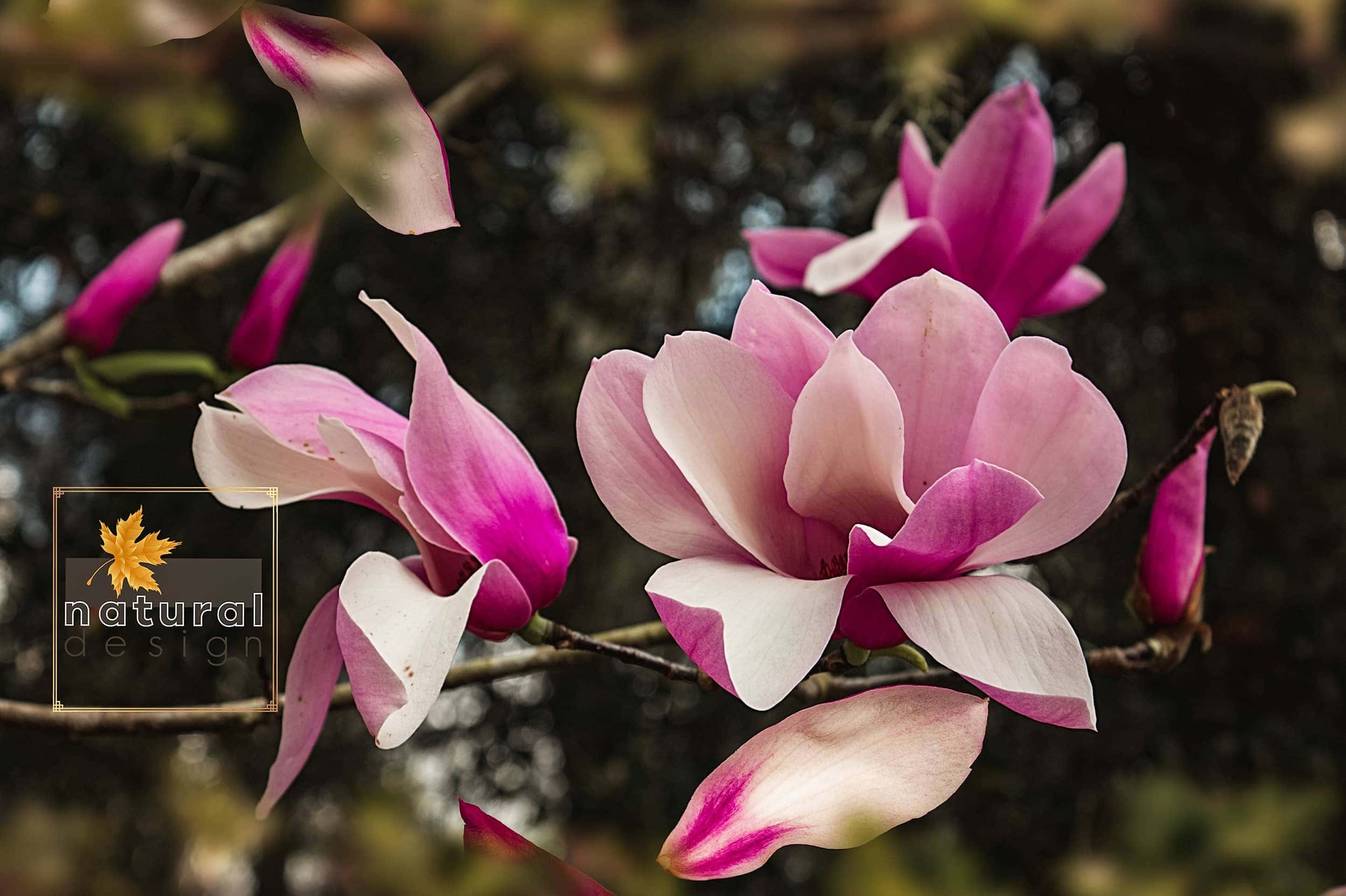 magnolie