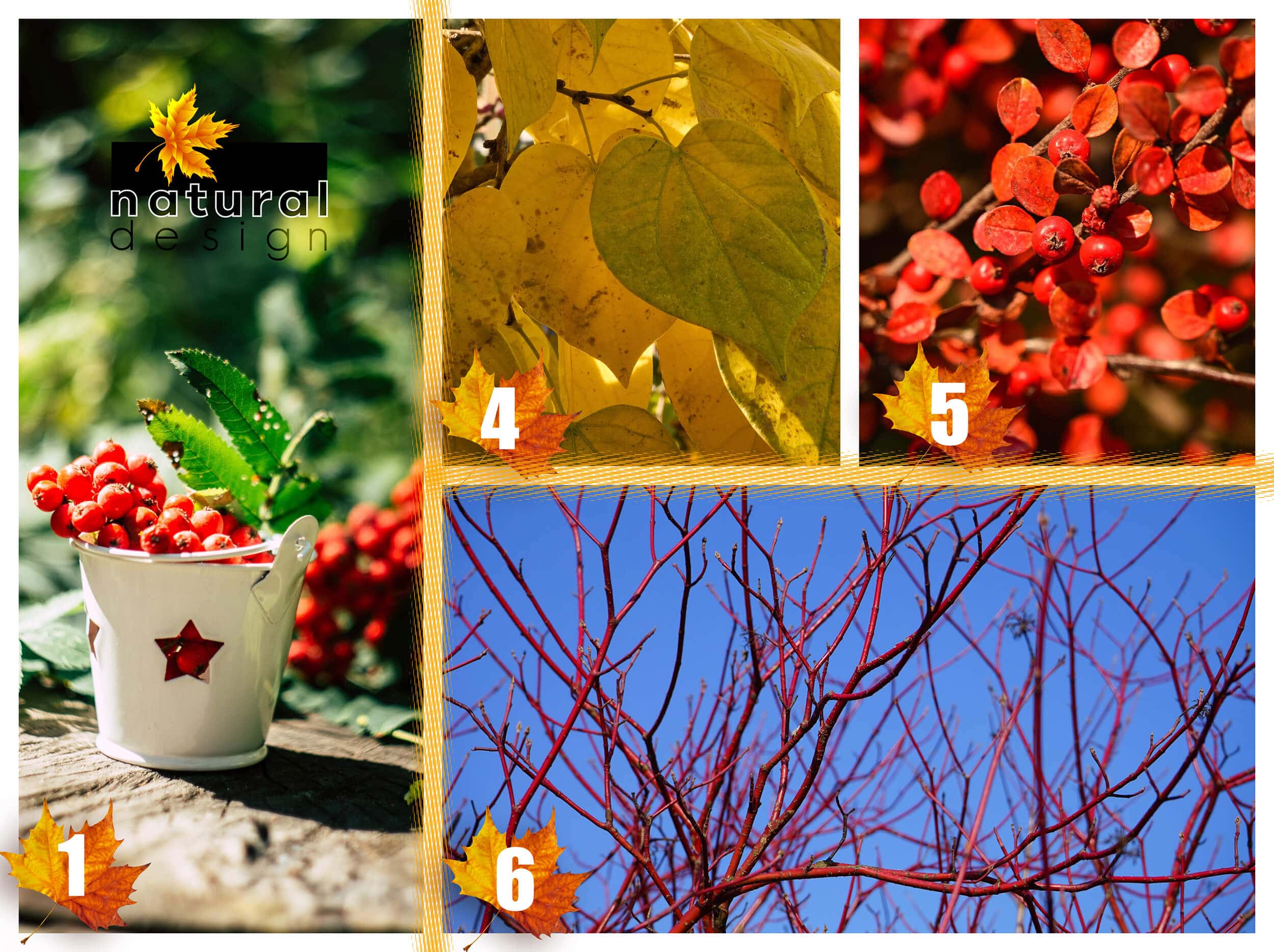 plante-pentru-gradina-care-au-culori-intense-toamna_1