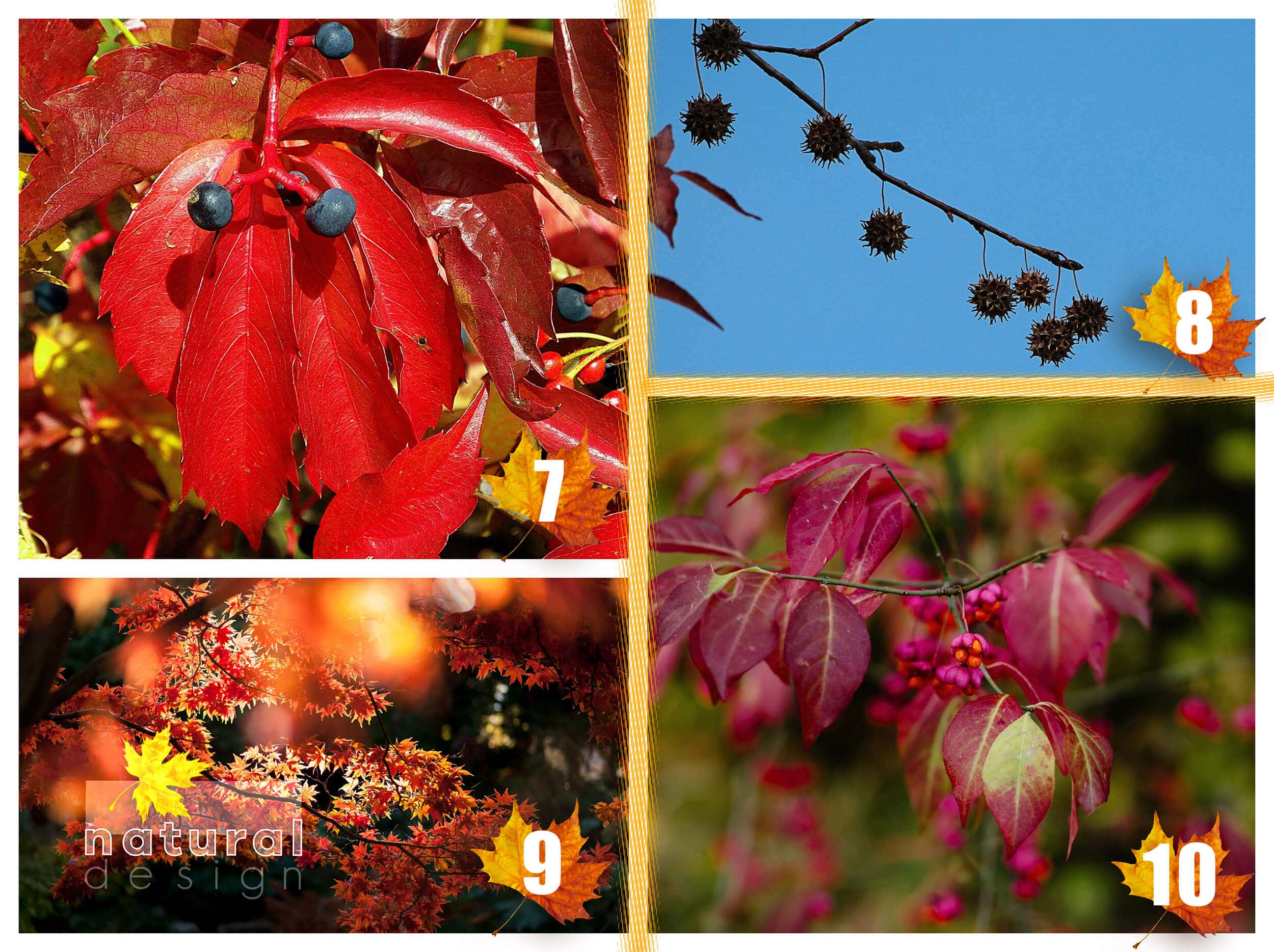 plante-pentru-gradina-care-au-culori-intense-toamna_2