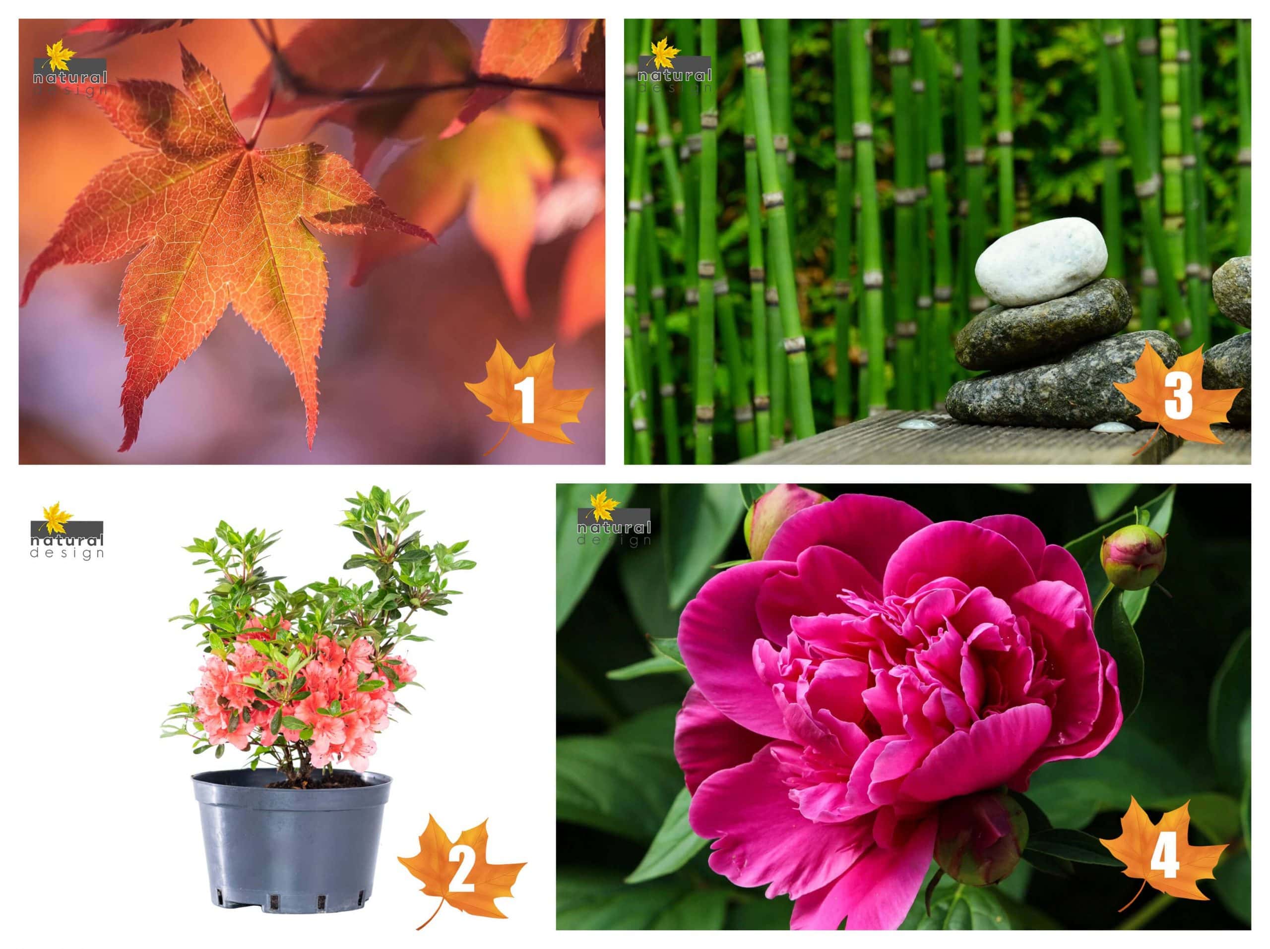 selectie-de-plante-de-exterior-gradina-japoneza