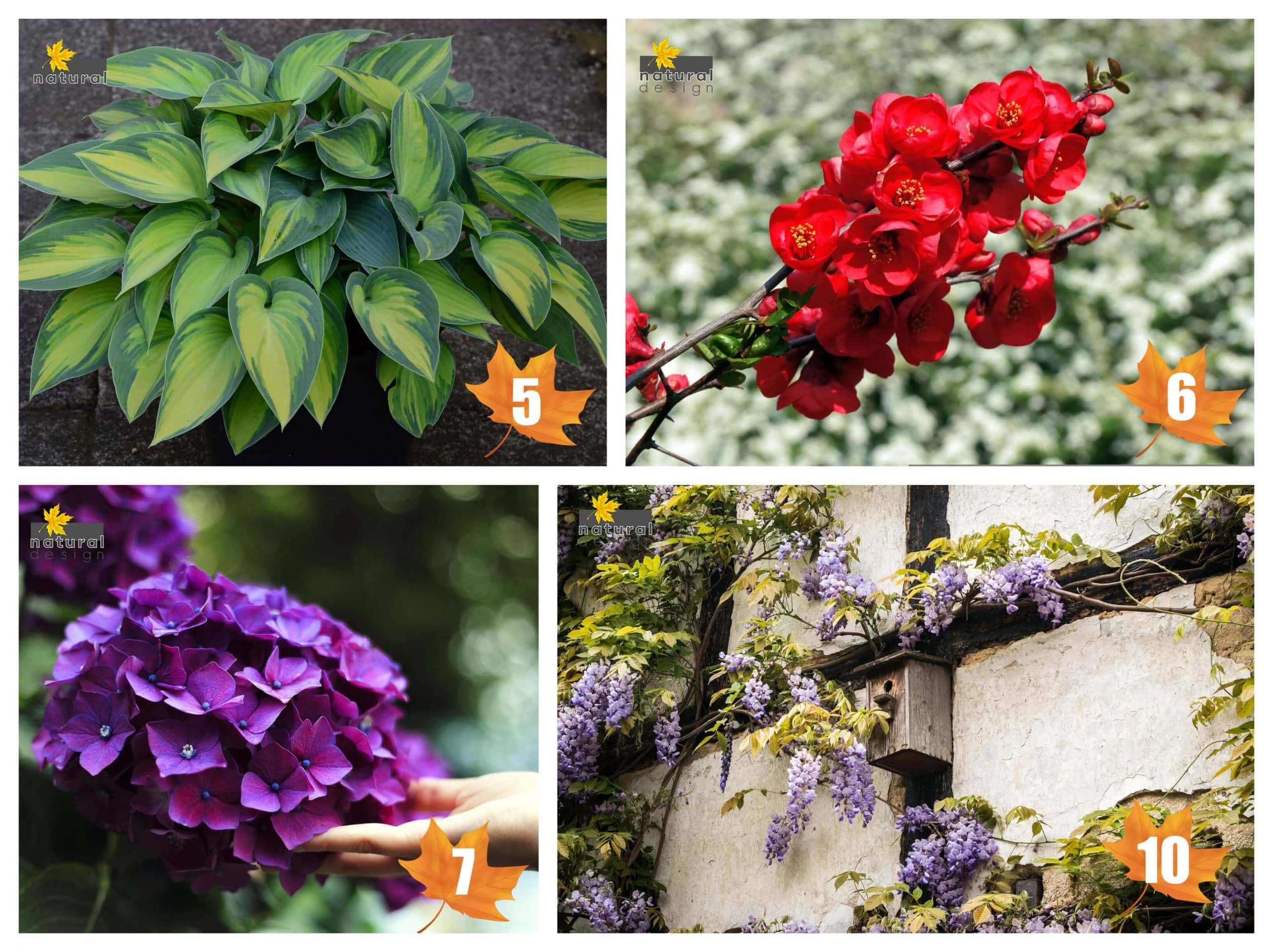 plante-de-exterior-gradina-japoneza